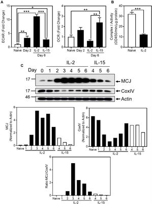 Glycolysis Induces MCJ Expression That Links T Cell Proliferation With Caspase-3 Activity and Death